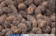 Гниющее пюре — сотни тонн картошки, не сумев продать, свалили в поле