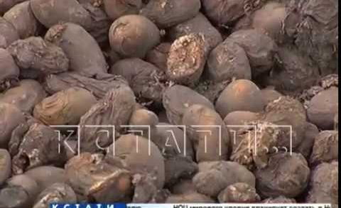 Гниющее пюре — сотни тонн картошки, не сумев продать, свалили в поле