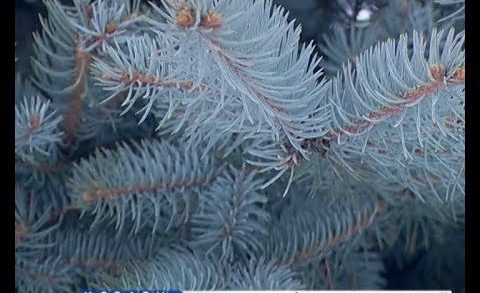 Голубую краснокнижную ель срубили и установили в качестве новогодней в Сокольском районе