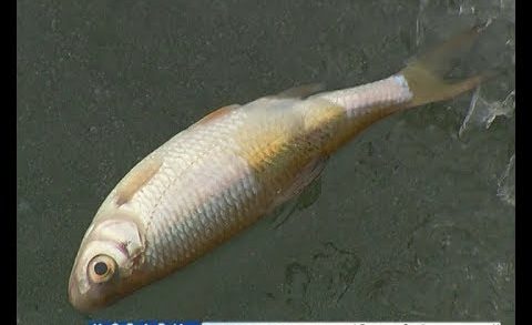 Мертвая рыба всплывает через лунки на озере в Кстовском районе