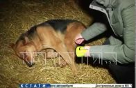 Череда собачьих расстрелов в Нижегородской области продолжается