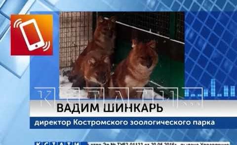 Красные волки, отправленные в Костромской зоопарк, обживают свой вольер