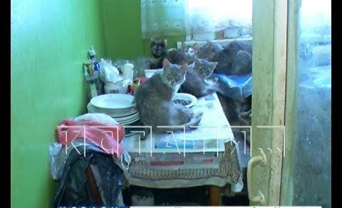 Любительница кошек в Заволжье превратила жизнь многоквартирного дома в настоящий кошмар