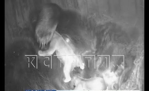 Тройное медвежье счастье в зоопарке Лимпопо