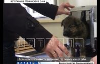 Нелегальная эвтаназия животных в нижегородских ветеринарных клиниках