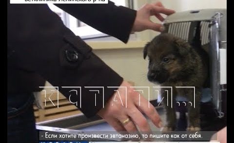 Нелегальная эвтаназия животных в нижегородских ветеринарных клиниках