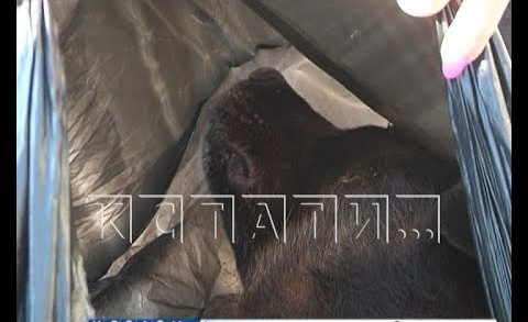 Собачье дело — жители Павлова обвиняют коммунальщиков в массовом убийстве собак