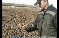 Сотни тонн картошки свалили гнить на поля в Арзамасском районе
