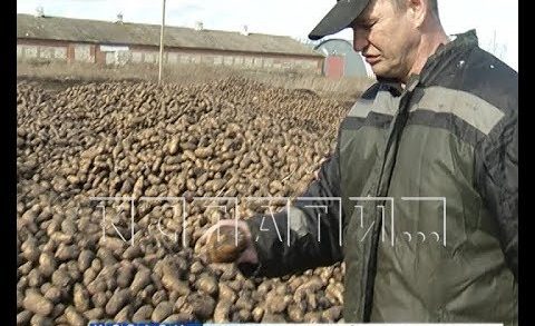 Сотни тонн картошки свалили гнить на поля в Арзамасском районе