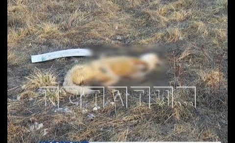 Жуткая находка — истерзанные трупы собак и лисицы нашли на берегу Автозаводского озера