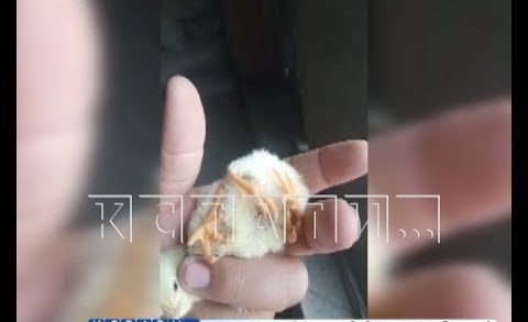 Цыпленок с 4 ногами родился у нижегородского фермера