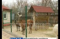 Голодающим зверям в зоопарках выделят помощь из городского бюджета