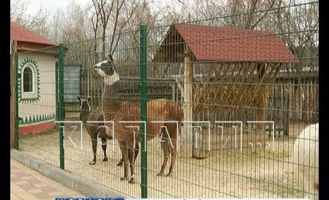Голодающим зверям в зоопарках выделят помощь из городского бюджета