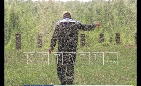Комариное нашествие на берегах Горьковского моря — тучи насекомых облепляют машины и дома