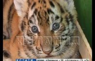Кормящими матерями для тигрят стали сотрудницы зоопарка