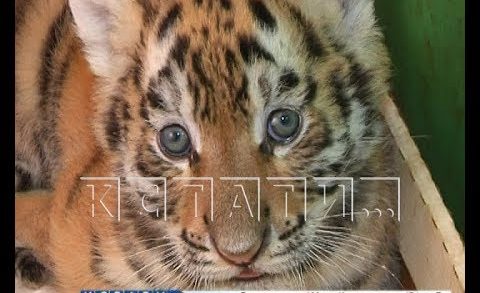 Кормящими матерями для тигрят стали сотрудницы зоопарка