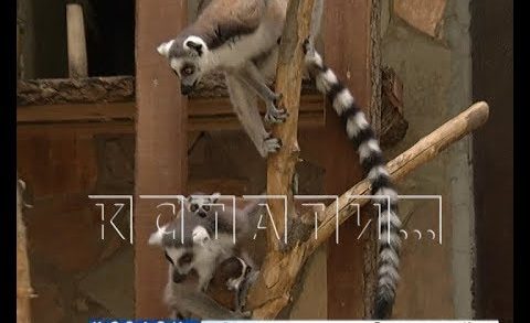 Нижегородские зоопарки получат помощь