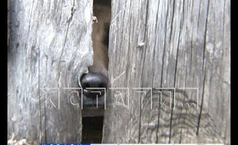 Сарайный узник — в Арзамасе собаку уже 6 лет хозяева держат в сарае
