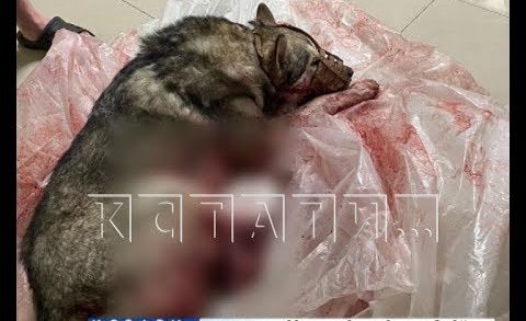 Житель Кстовского района расстрелял собаку на глазах у детей