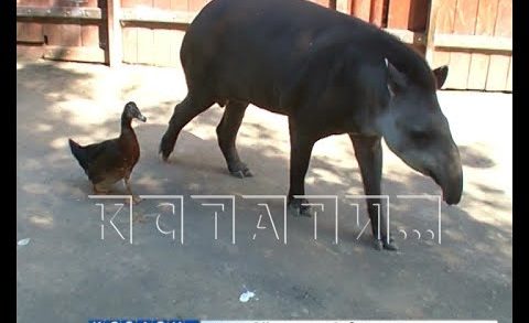 Межвидовые отношения — в нижегородском зоопарке тапиры и утка создали семью