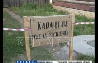 Не дожидаясь прихода ветеринаров, жители Ардатовского района забивают свиней