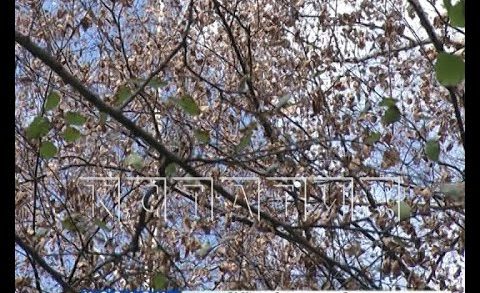 Неизвестные отравители на проспекте Гагарина закладывают яд в деревья