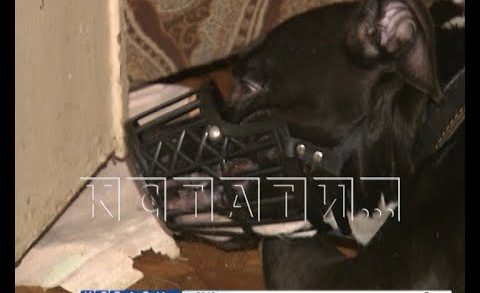 Бойцовый пес в Дзержинске взял в заложники своих хозяев