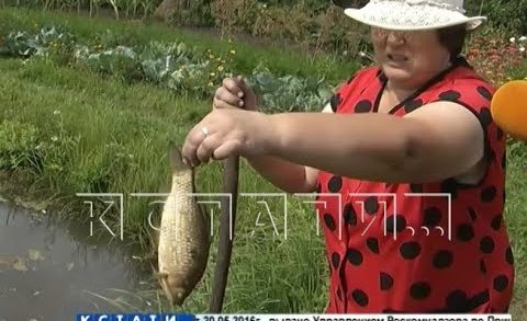 Погибшие рыбы и лягушки, помутневшие колодцы — сброс щелочи на бумкомбинате «Волга»