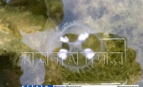 Стаи медуз завелись в озерах под Дзержинском