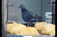 Летучие крысы разгуливают по хлебным прилавкам супермаркета
