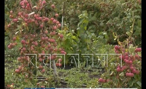 Нижегородские садовые хозяйства вышли на российский рынок