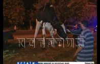 С помощью эвакуатора спасали корову, брошенную умирать на обочине дороги