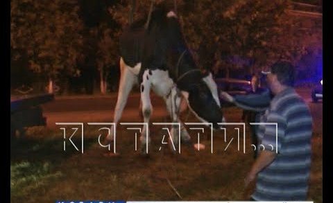 С помощью эвакуатора спасали корову, брошенную умирать на обочине дороги