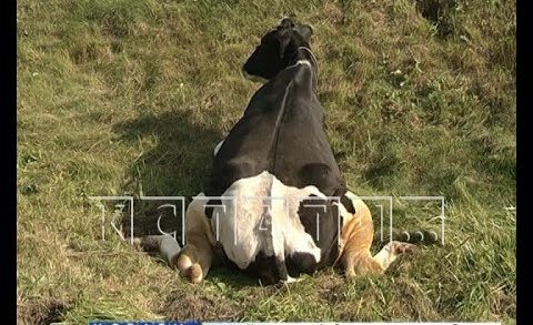 В Автозаводском районе на обочине вот уже два дня лежит и умирает корова