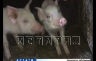 В Вадском районе повторно выявлена африканская чума свиней
