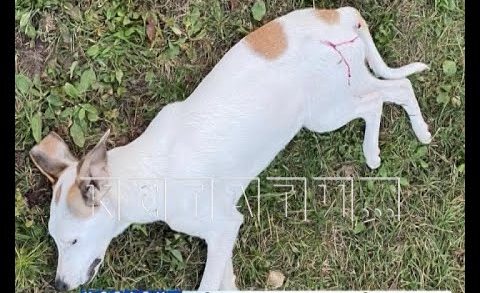 Догхантеры расстреляли собак в Борском районе