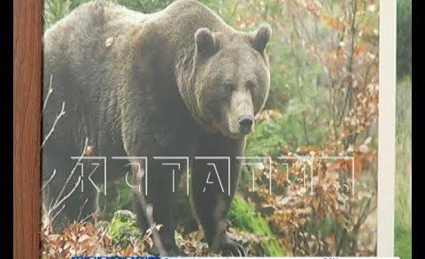 Медведь, напавший на человека в Семенове — объявлен в розыск