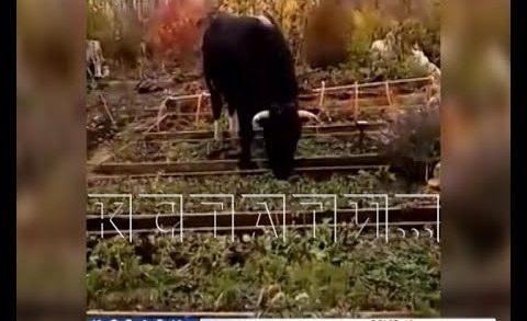 Рогатый террор в Дивееве — коровы обворовывают огороды соседей