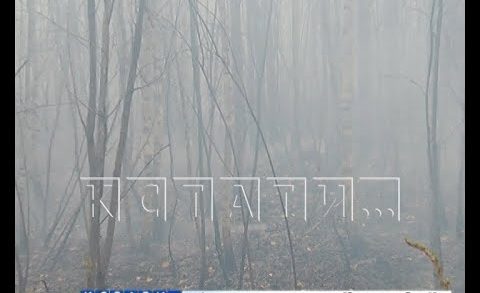 Жители поселка Ситники задыхаются от дыма торфяных пожаров