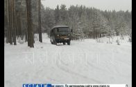 Елки в нижегородских лесах взяли под новогоднюю охрану