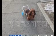 Инвалидную коляску для собаки сделали саровские ветеринары
