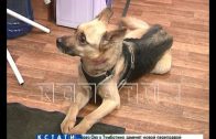 Нижегородские моряки спасли собаку, пострадавшую от живодеров в Санкт-Петербурге