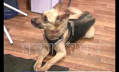 Нижегородские моряки спасли собаку, пострадавшую от живодеров в Санкт-Петербурге