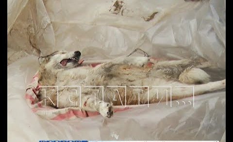С помощью петард жители села Сява держат оборону от потерявших страх волков