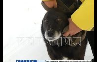 Живодерам, по заказу устроившим публичную казнь собаки, вынесен приговор