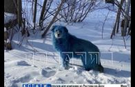 Синих собак на территории дзержинского хим. предприятия ловили ветеринары и зоозащитники