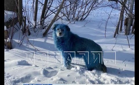 Синих собак на территории дзержинского хим. предприятия ловили ветеринары и зоозащитники