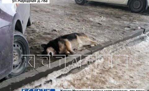 Догхантеры активизировались в Нижнем Новгороде — погибли десятки собак