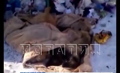 Мучительное самоуправство — в Кулебакском районе уличных собак отравили и выбросили на помойку