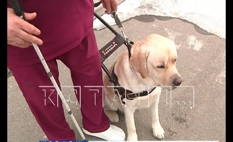 Слепого инвалида вместе с собакой-поводырем в метель выгнали из междугороднего автобуса